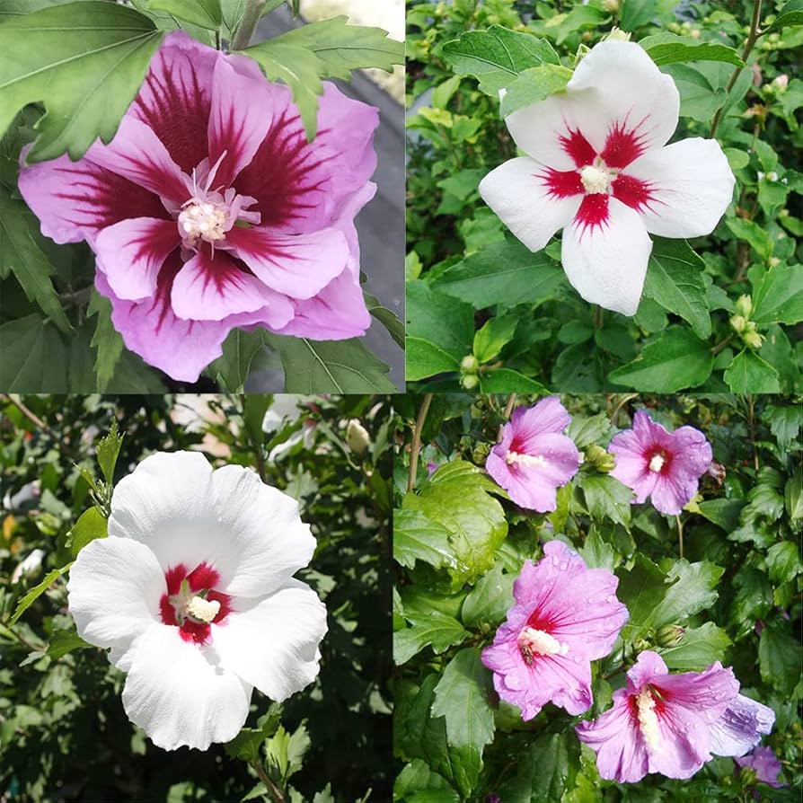 Rose of Sharon Hibiscus Syriacus for planting