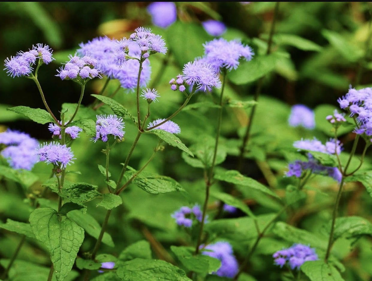 Conoclinium (Conoclinium Coelestinum) seeds for planting in home garden