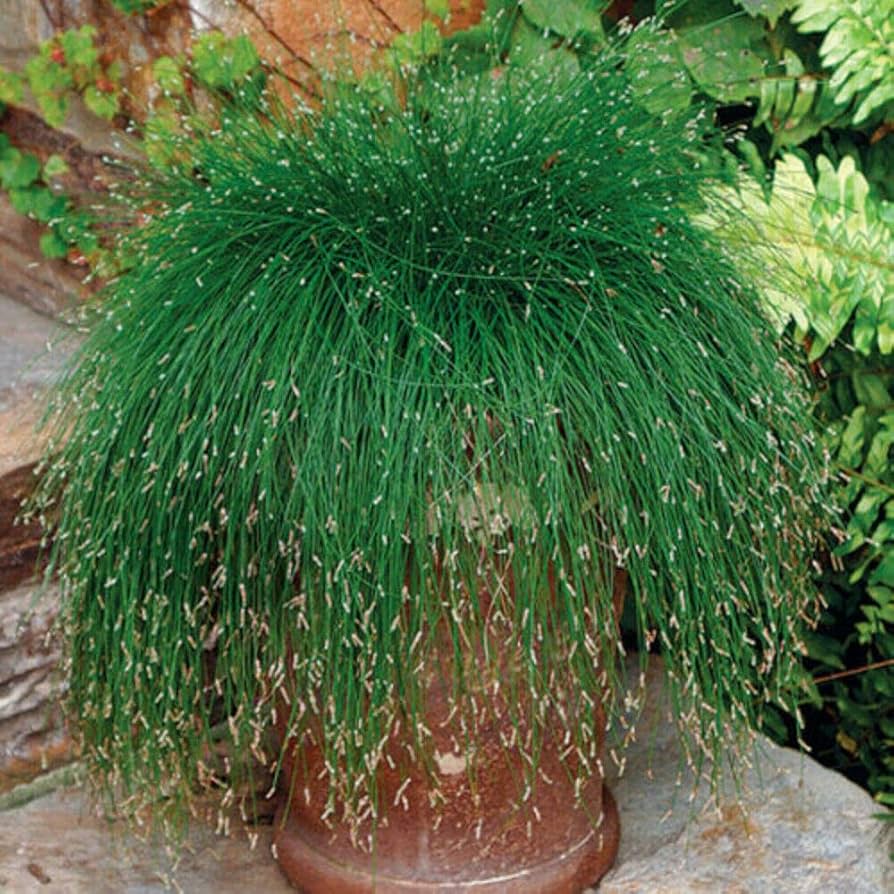 Fiber Optic Grass Isolepis cernua for planting in garden