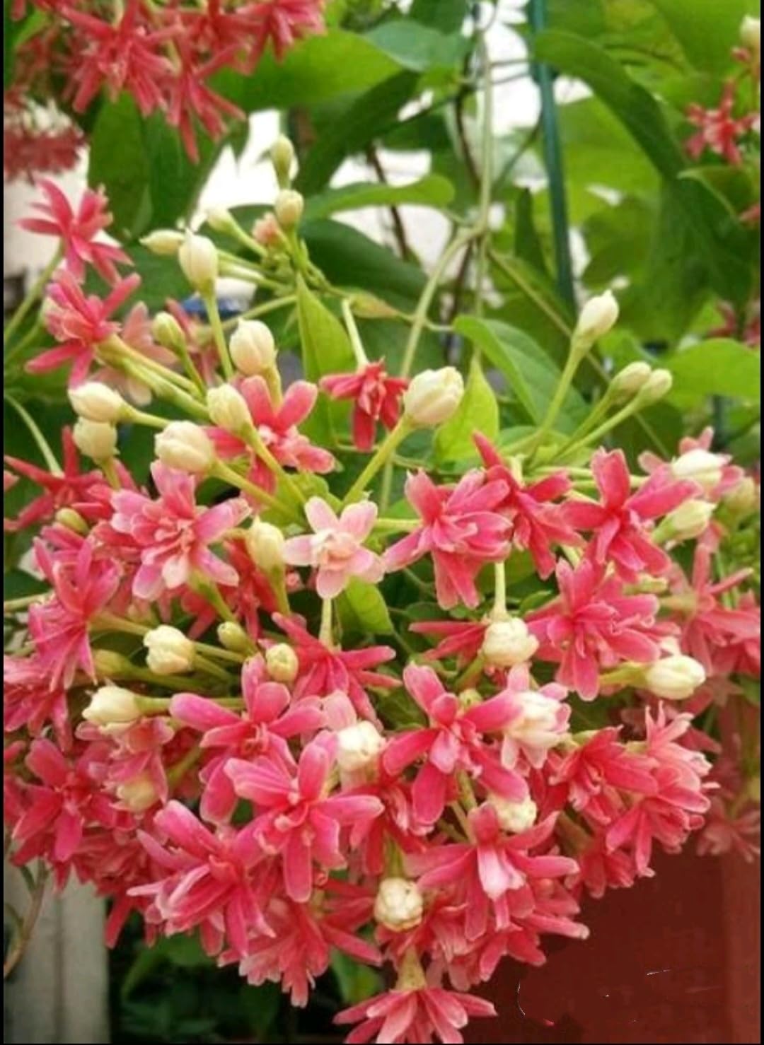 Quispualis Indica Flower seeds for Planting - Cut Flower Favorite, Heirloom & GMO Free Seeds for Home Garden
 
 Sale seeds for planting in home garden