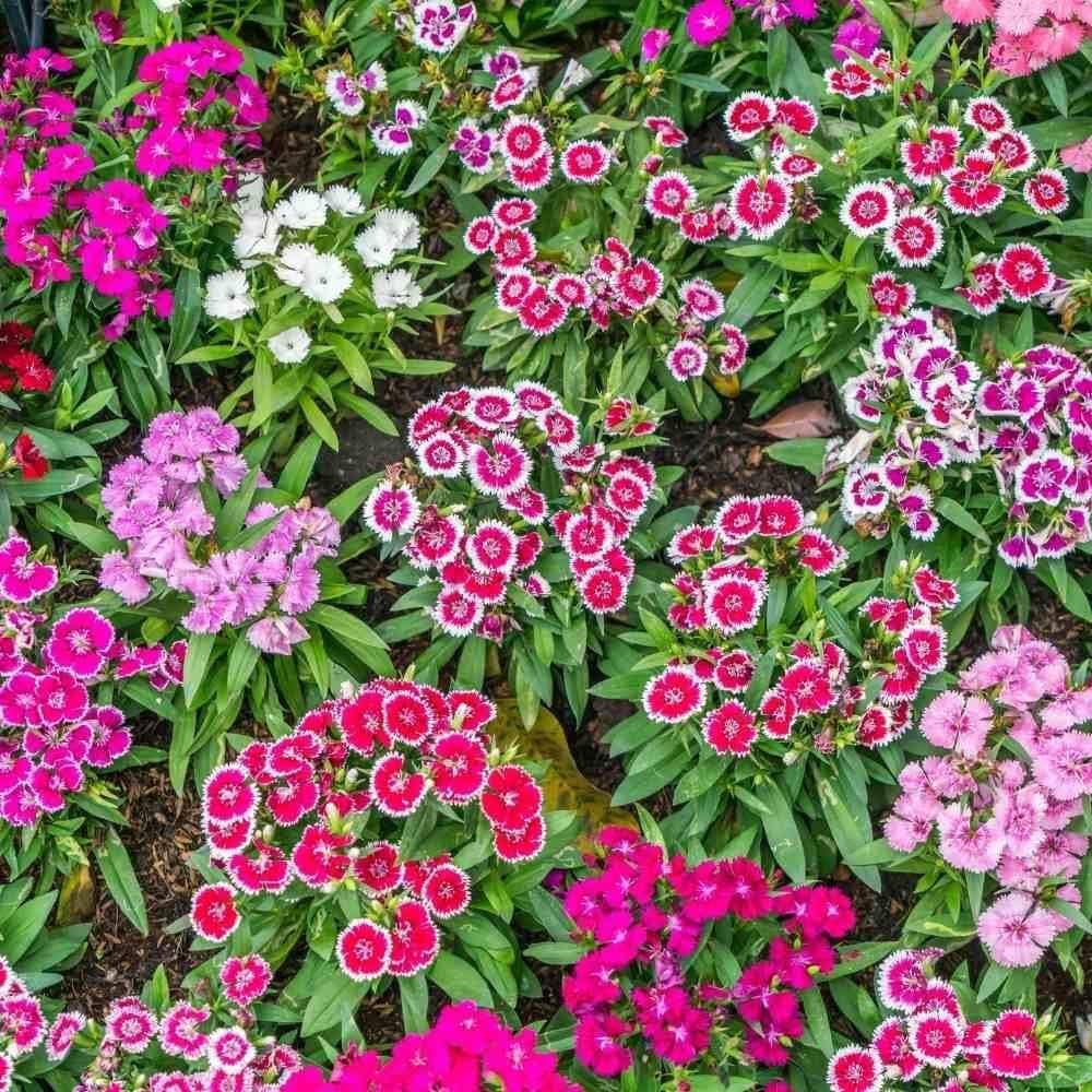 Dianthus Barbatus for planting in home garden