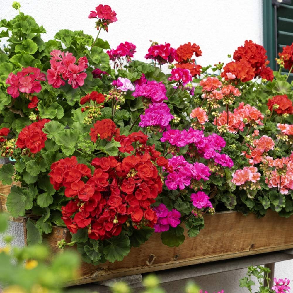 Mixed Geranium Flower Seeds For Planting - Vibrant Annuals Your Garden