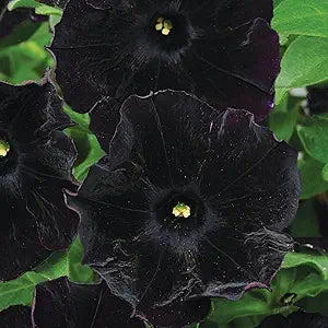 Black Velvet Petunia seeds for dark blooms
