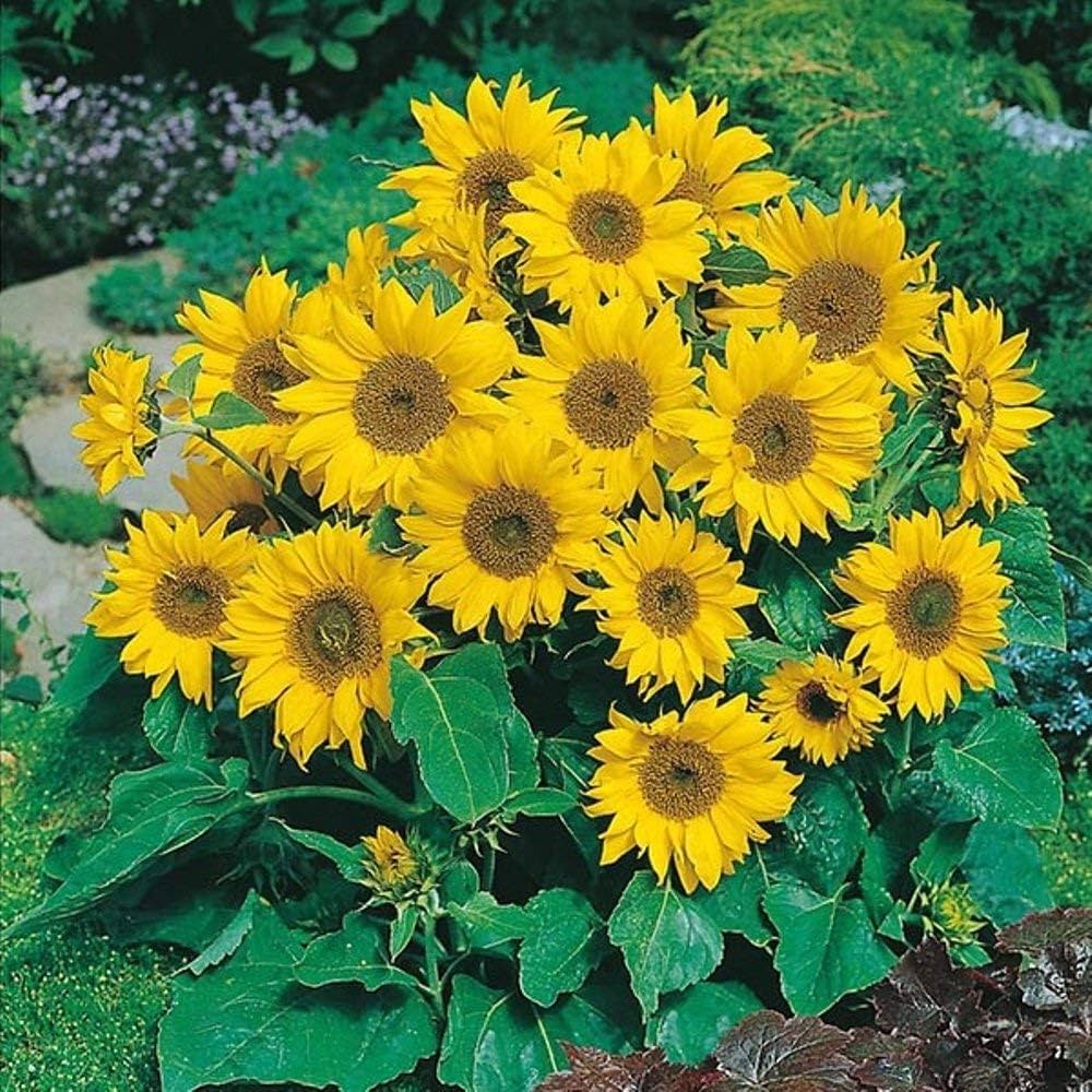 Dwarf Sunflower Seeds Mini Helianthus Annus