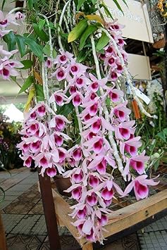 Pink Red Dendrobium Flower seeds for Planting - Drought Tolerant, Heirloom & GMO Free Seeds for Home Garden
 
 Sale for planting in home garden.