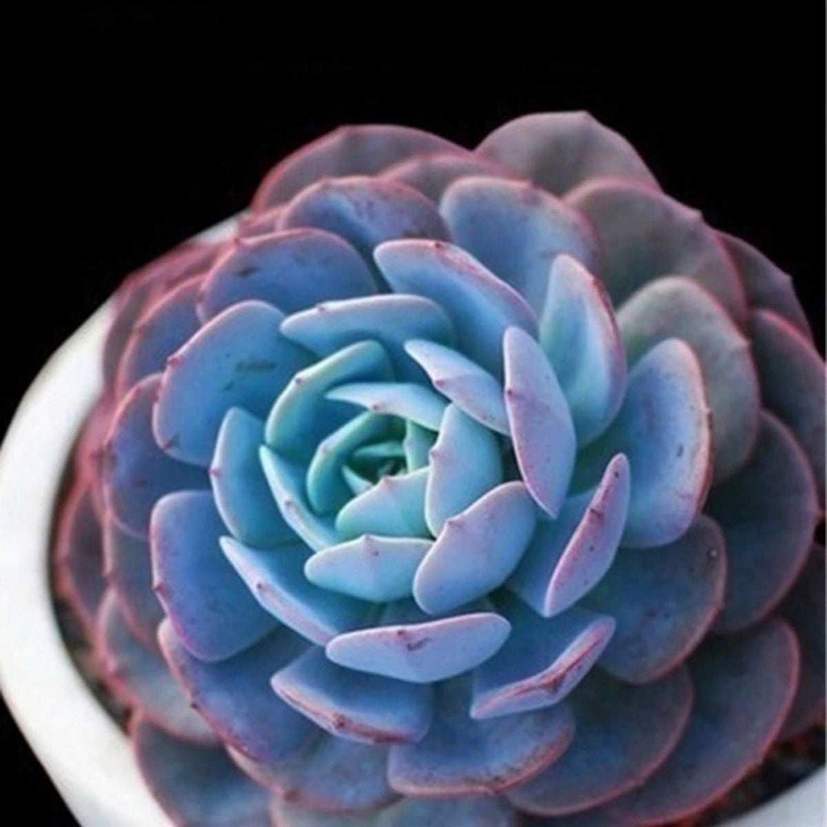 Blue Succulent Flower seeds for Planting Wildflower Mix Heirloom & GMO Free Seeds for Home Garden 
 
 Sale for planting in home garden