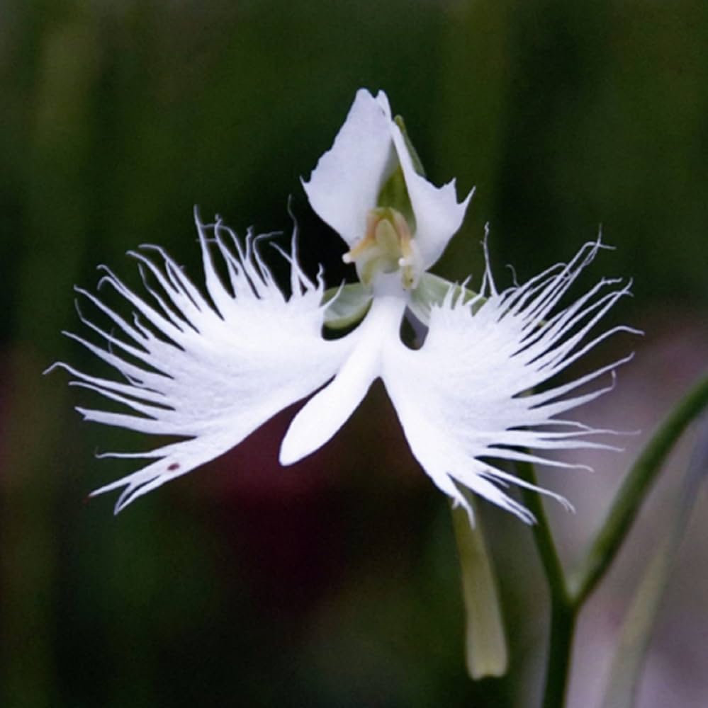 Japanese Radiata Seeds for planting in flower bed