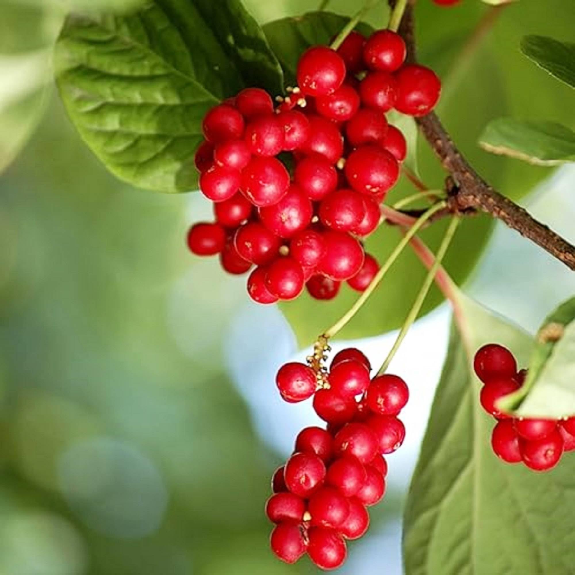 Red Schisandra Fruit Seeds Planting