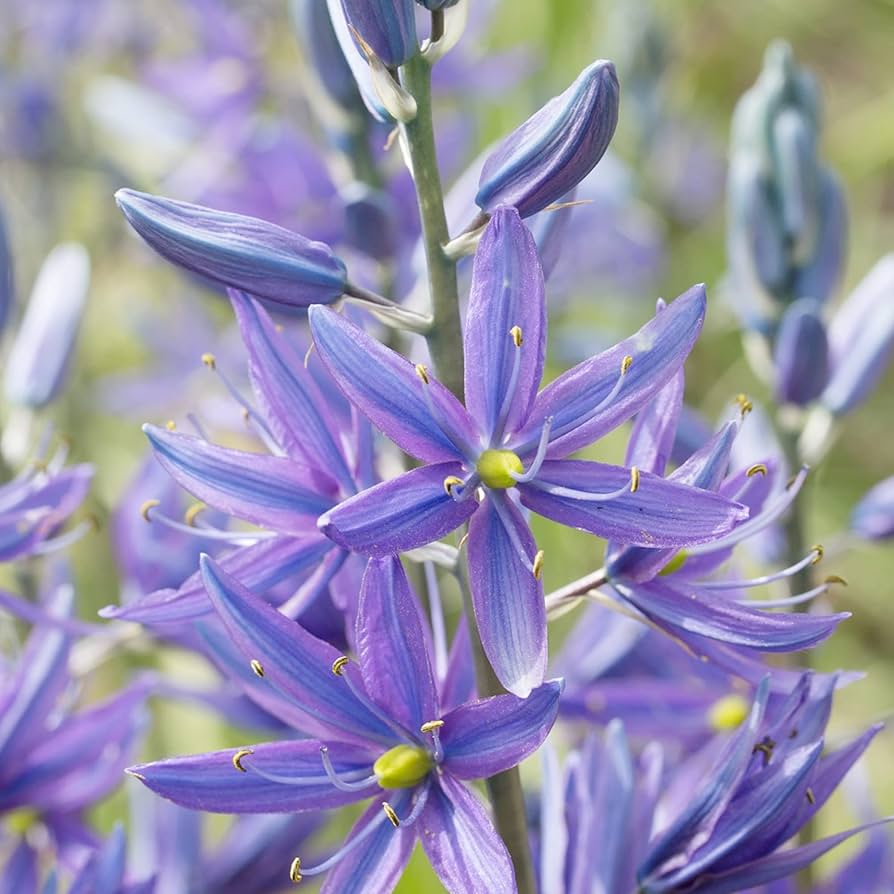 Blue Camas, Camassia Flower seeds for Planting - Shade Tolerant, Heirloom & GMO Free Seeds for Home Garden
 
 Sale seeds for planting in home garden