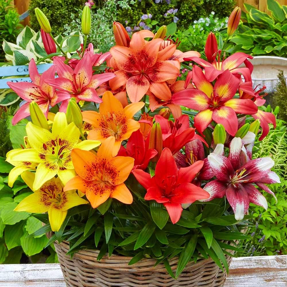 Elegant Lily Lilium for planting in garden