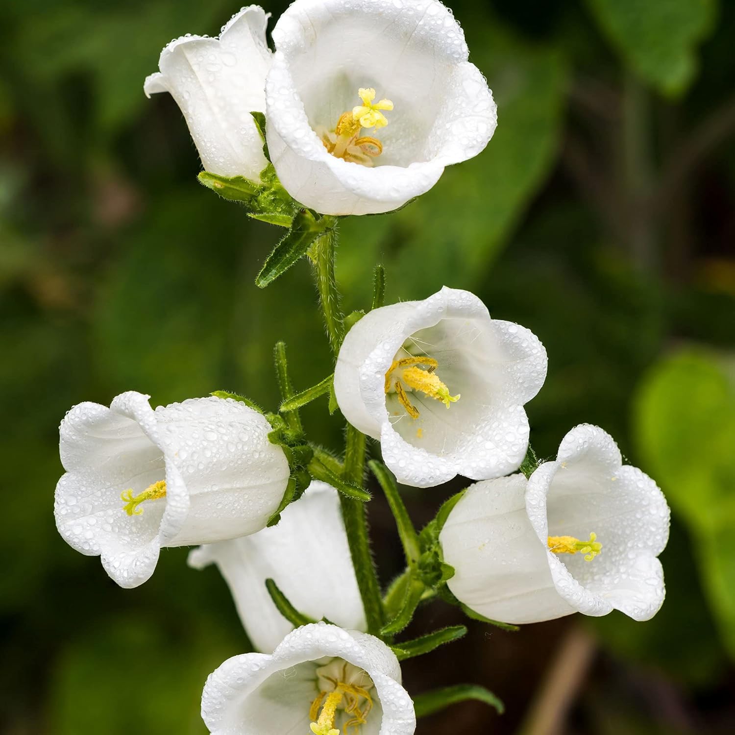 White Canterbury Bells Flower Seeds For Planting