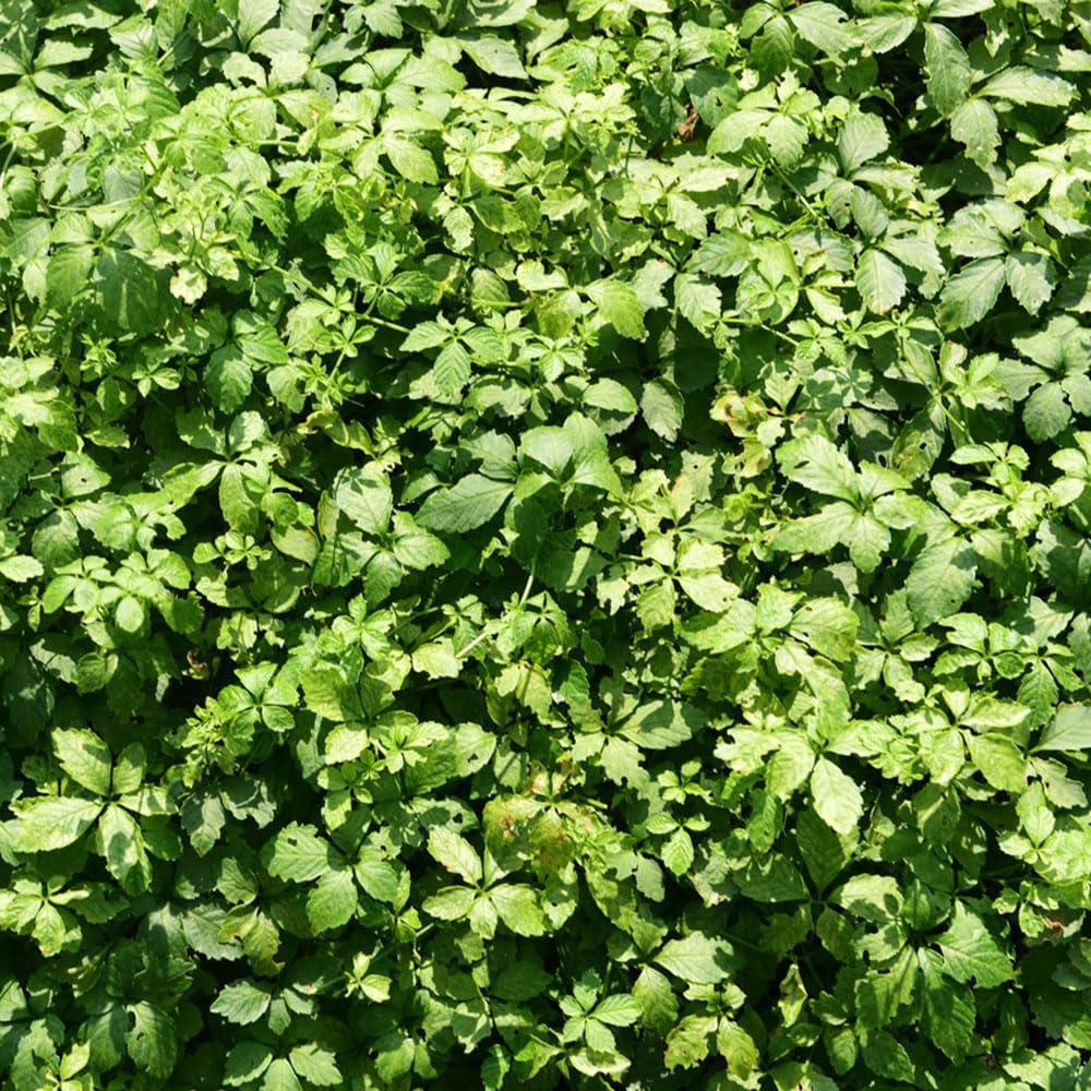 Jiaogulan Flower seeds for Planting - Vibrant Colors, Heirloom & GMO Free Seeds for Home Garden
 
 Sale seeds for home garden