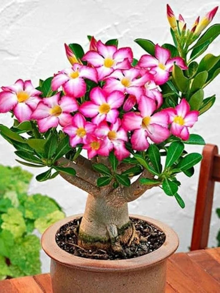 Adenium Obesum Seeds for Hardy Desert Rose Plants