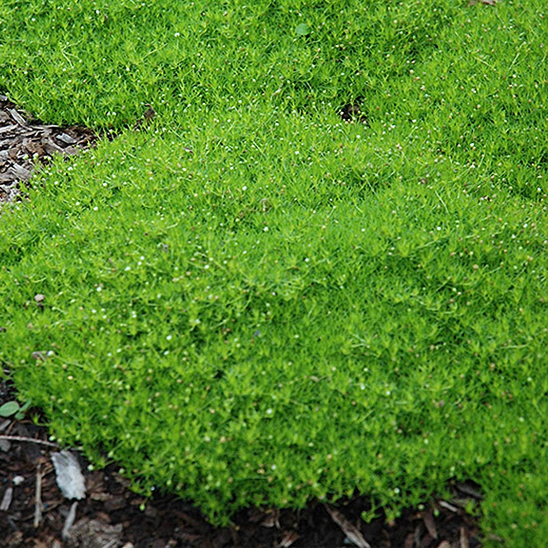 Irish Moss Sagina Subulata grass seeds for planting in lawn area