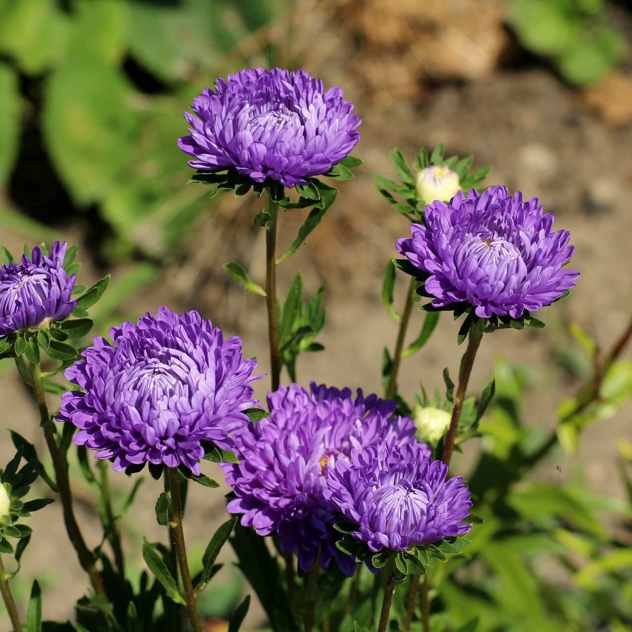 Silky Aster Drought Tolerant Perennial Flower Seeds
