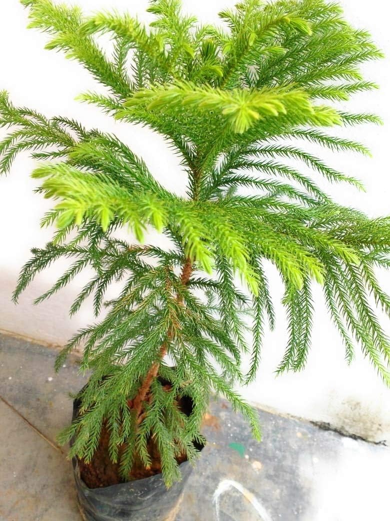 Araucaria (Araucaria Flower) seeds for planting in home garden