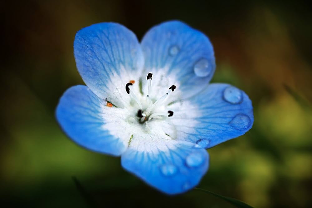 Blue Eyes Bambino Nemophila menziesii for planting in flower bed