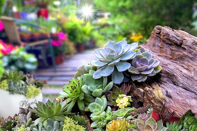 Succulent Planting Seeds - Easy To Grow Flowers Flower