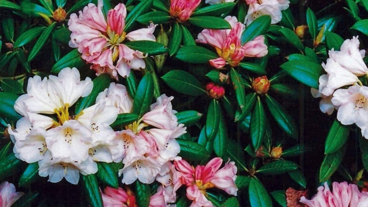 Mixed Adenium Flower Seeds for Planting Sun Loving Heirloom & GMO Free Seeds for Home Garden
 
 Sale for planting in home garden