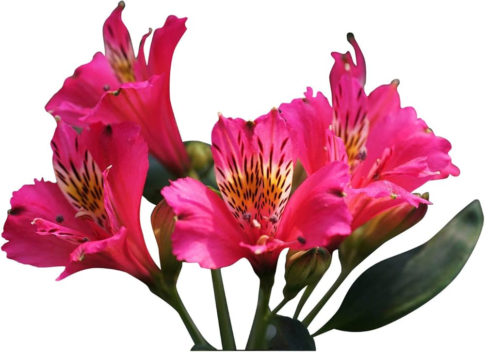 Pink Alstroemeria Flower seeds for Planting - Vibrant Colors, Heirloom & GMO Free Seeds for Home Garden
 
 Sale seeds for planting in home garden