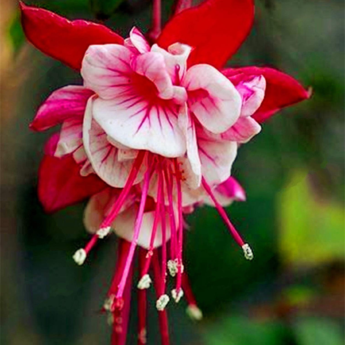 Red White Fuchsia Seeds Flower seeds for Planting - Shade Tolerant, Heirloom & GMO Free Seeds for Home Garden
 
 Sale seeds for planting in home garden