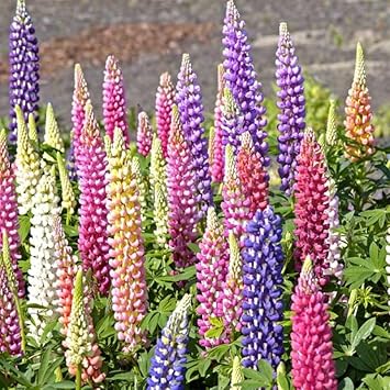 Lupin Pixie Flower seeds for Planting Fragrant Blossoms Heirloom & GMO Free Seeds for Home Garden 
 
 Sale for planting in home garden
