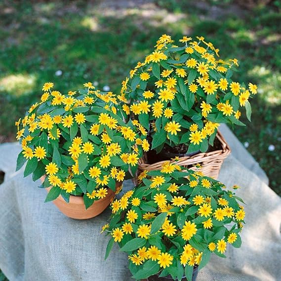 Low-Growing Melampodium Paludosum Flower Seeds For Easy Planting