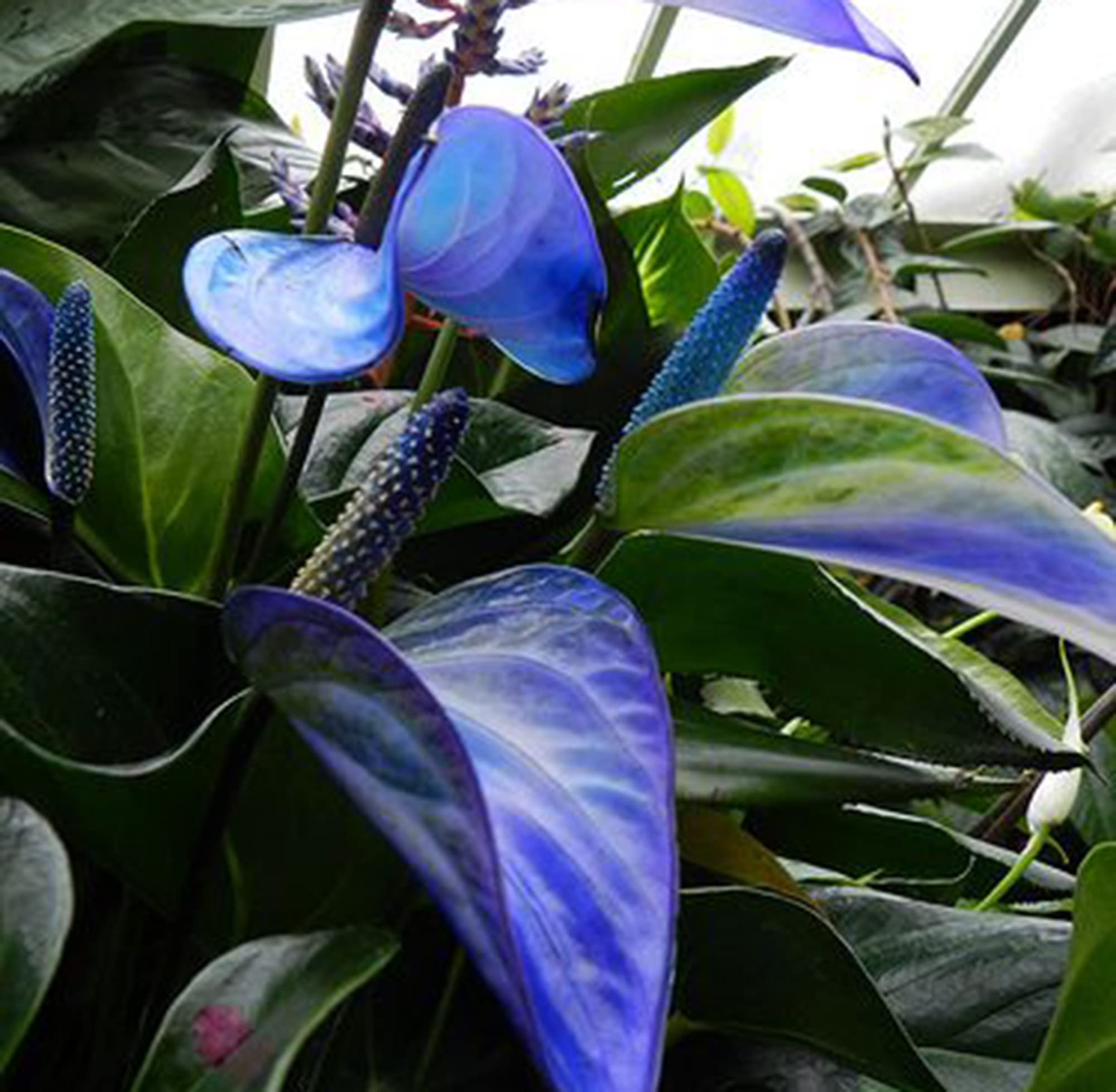 Blue Anthurium Flower Seeds - Perennial For Year-Round Planting