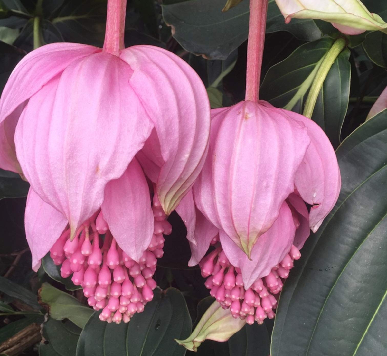 Medinilla magnifica bonsai flower plant seeds