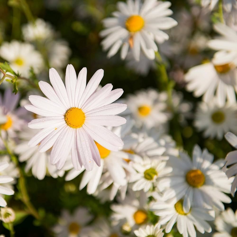 Daisy Hardy Chrysanthemum for garden planting