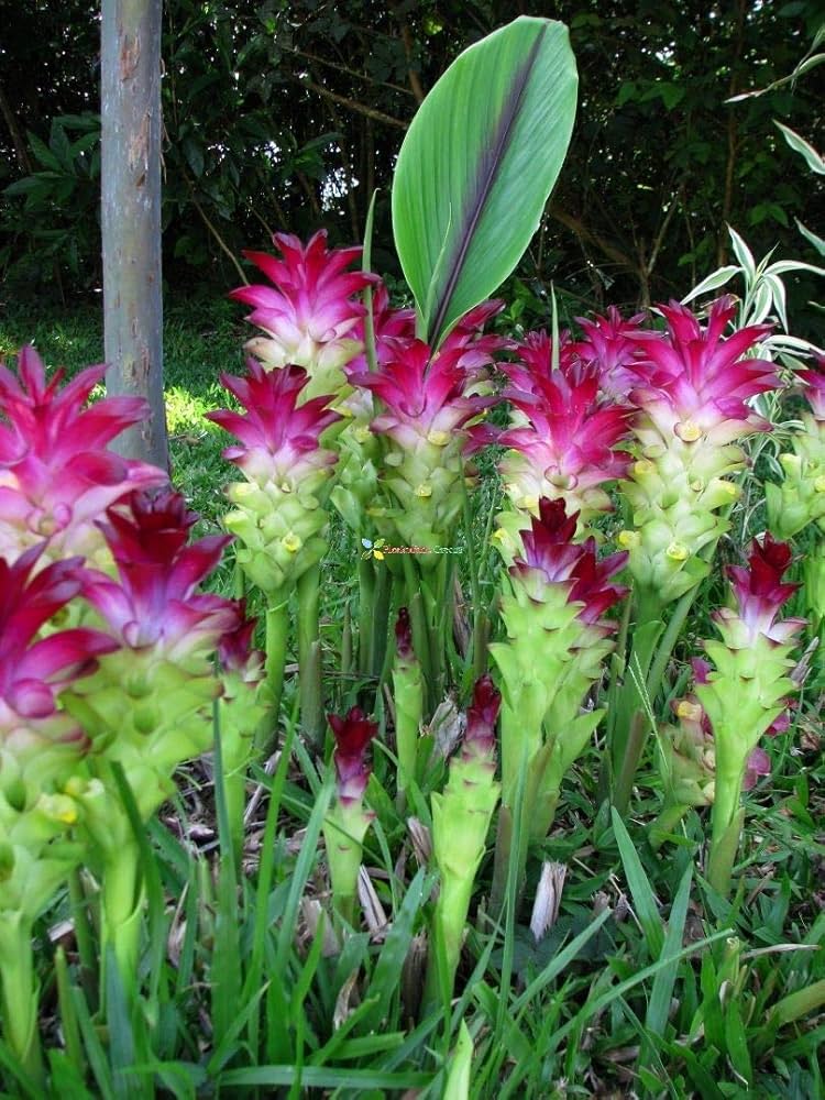 Thailand Curcuma Curcuma longa for planting in tropical garden