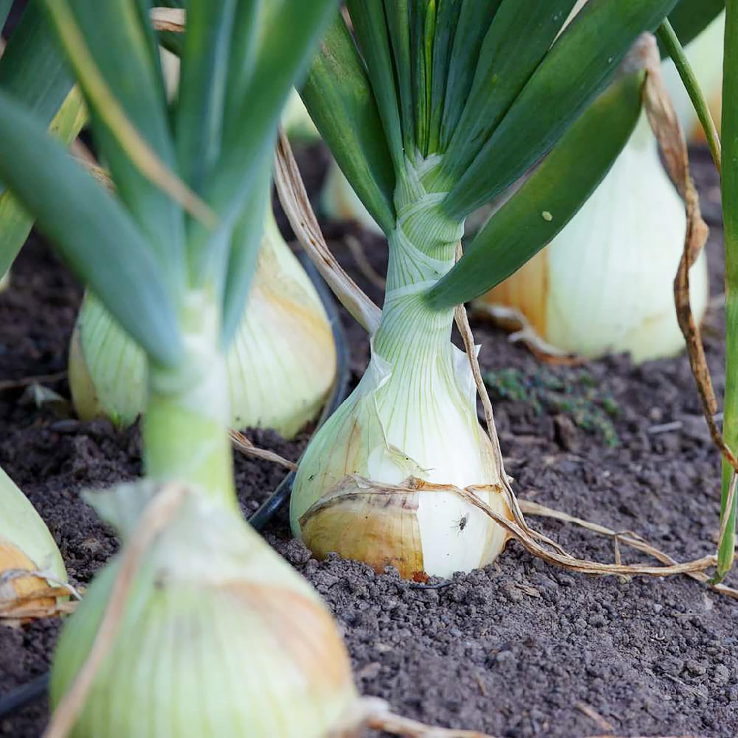 Vidalia Onion Seeds For Planting Non-Gmo Heirloom Spring Untreated Fresh Fast Growing Backyard