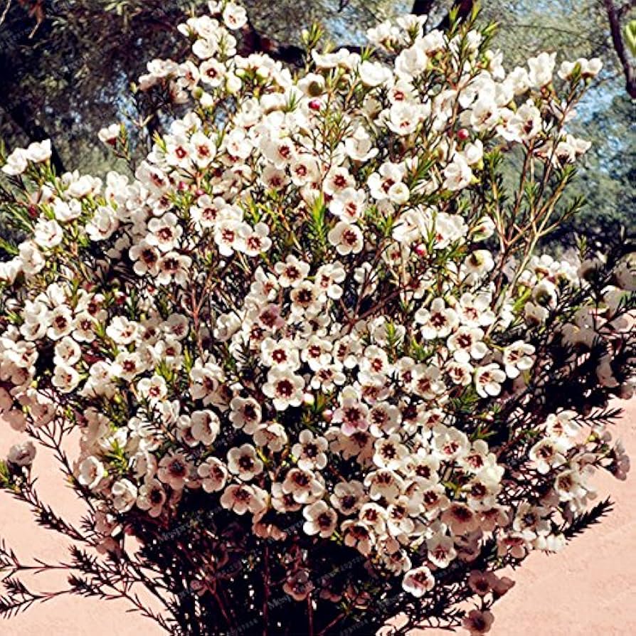 White Chamelaucium Uncinatum Flower Seeds Planting