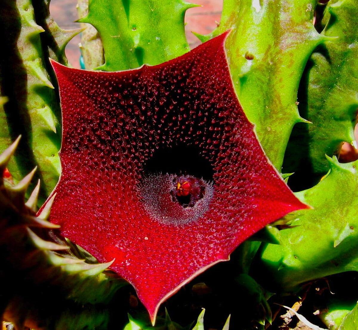 Huernia Keniensis Flower seeds for Planting - Compact Growth, Heirloom & GMO Free Seeds for Home Garden
 
 Sale seeds for home garden