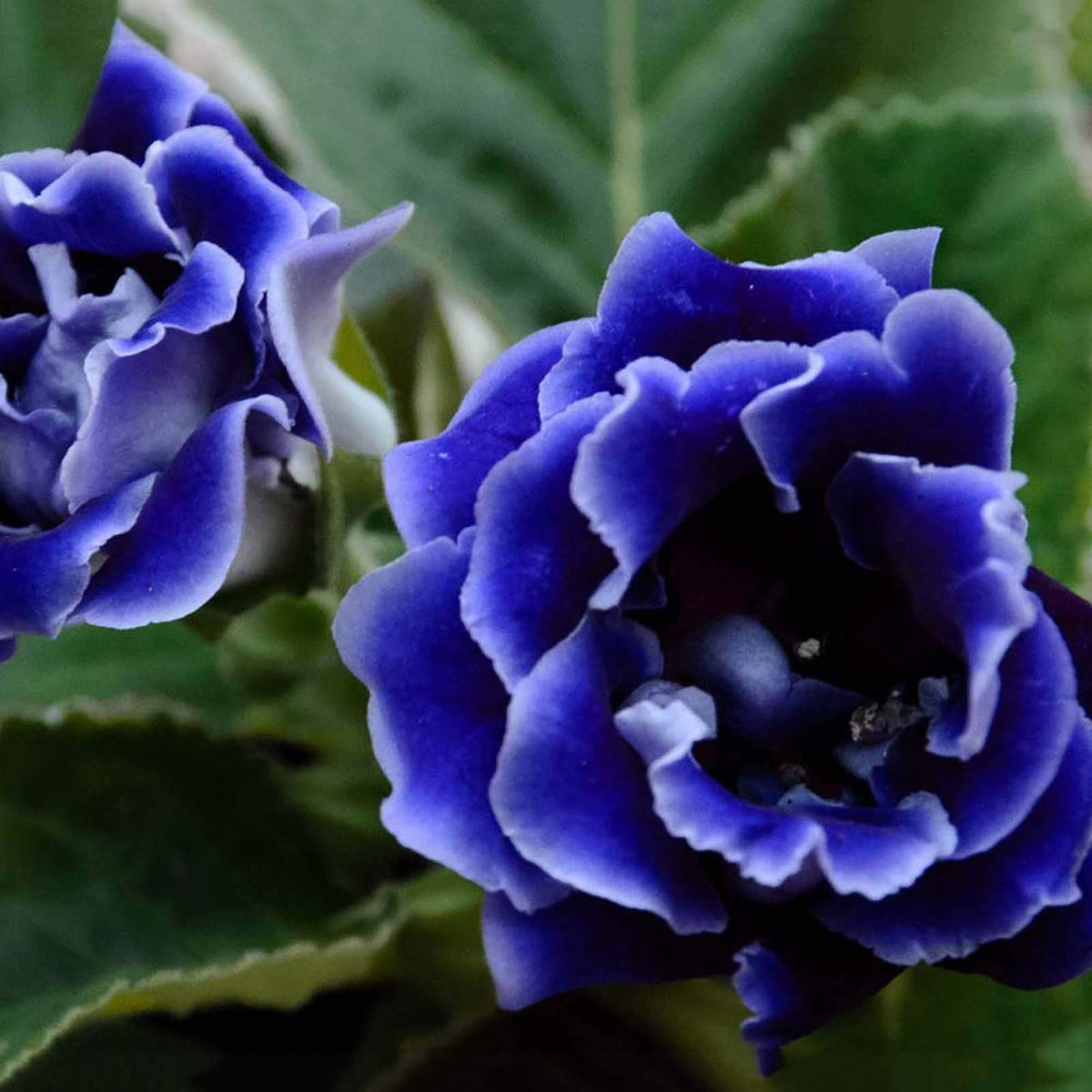 Dark Blue Gloxinia Flower seeds for Planting - Bright Blooms, Heirloom & GMO Free Seeds for Home Garden
 
 Sale seeds for planting in home garden
