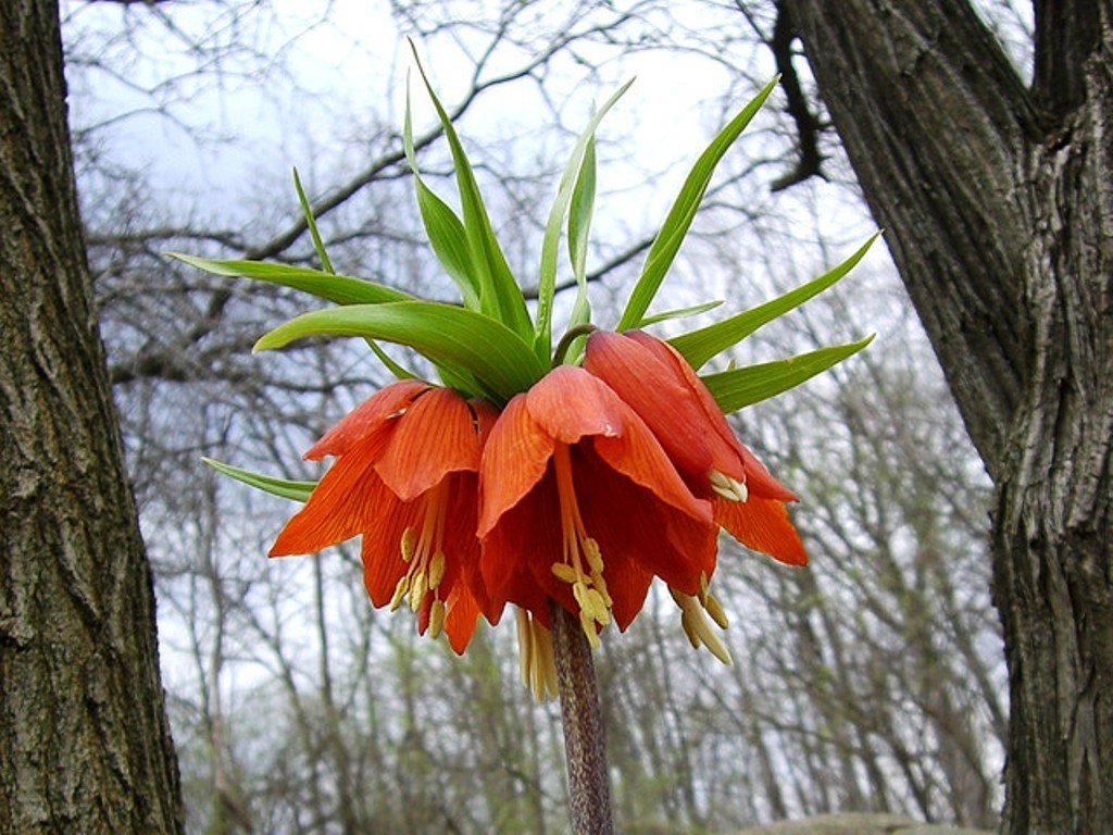 Crown Imperial Fritillaria imperialis for planting in garden