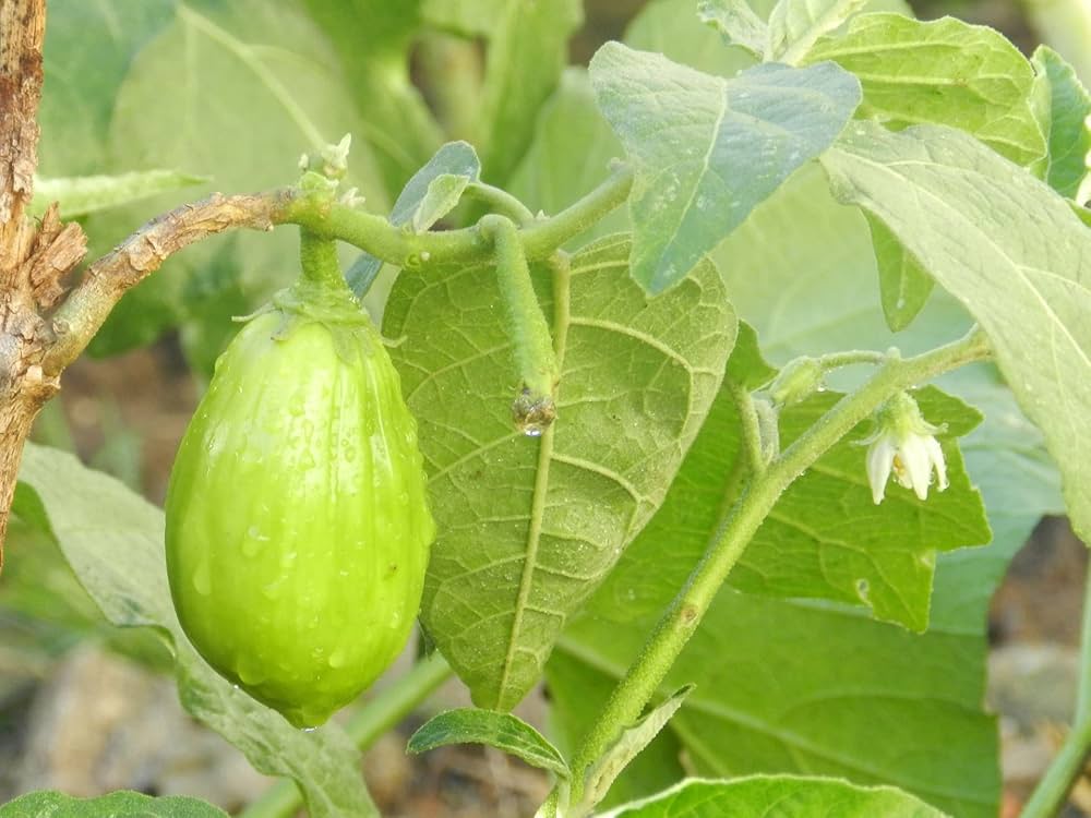 Epic Eggplant Solanum melongena for planting in vegetable patch