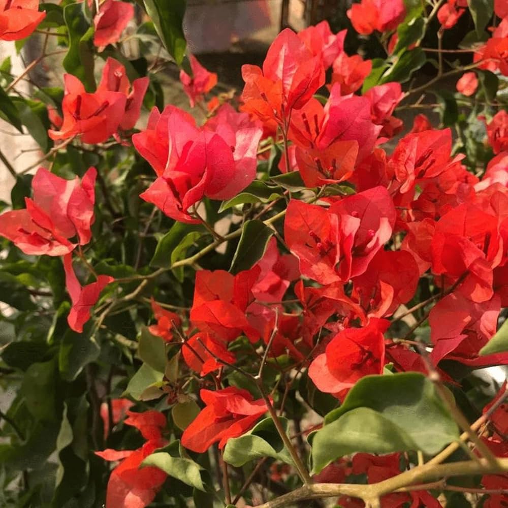 Exotic Bougainvillea Flower Seeds For Vibrant Garden Planting