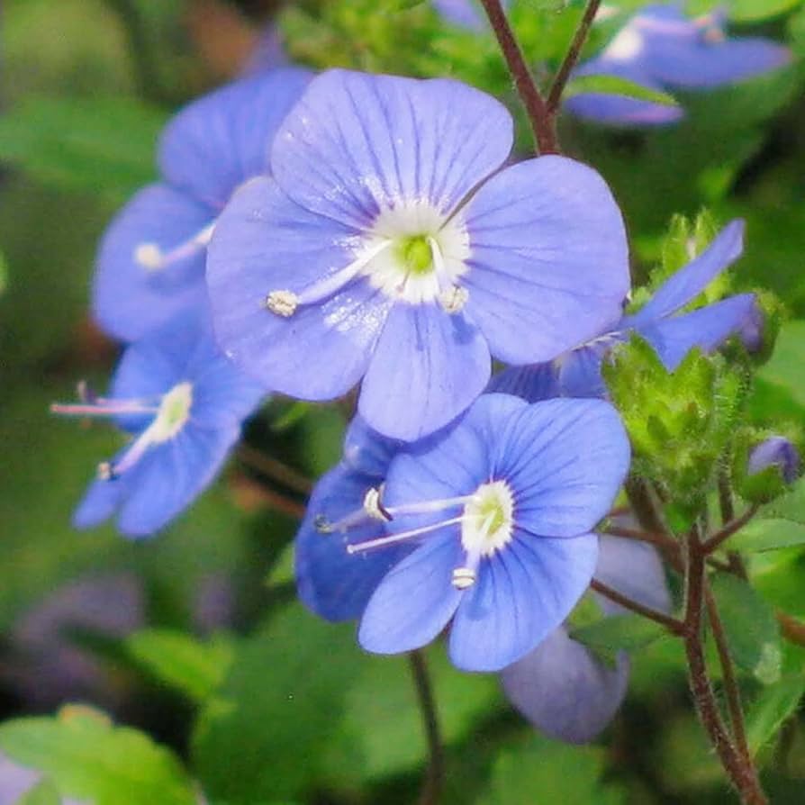Creeping Blue Speedwell for planting in flower bed