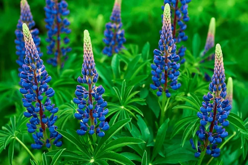 Lupine Minarets Lupinus spp. for planting in flower bed
