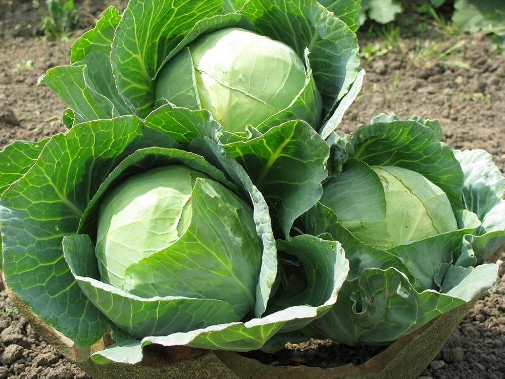 Cabbage Brassica oleracea for planting in raised vegetable bed