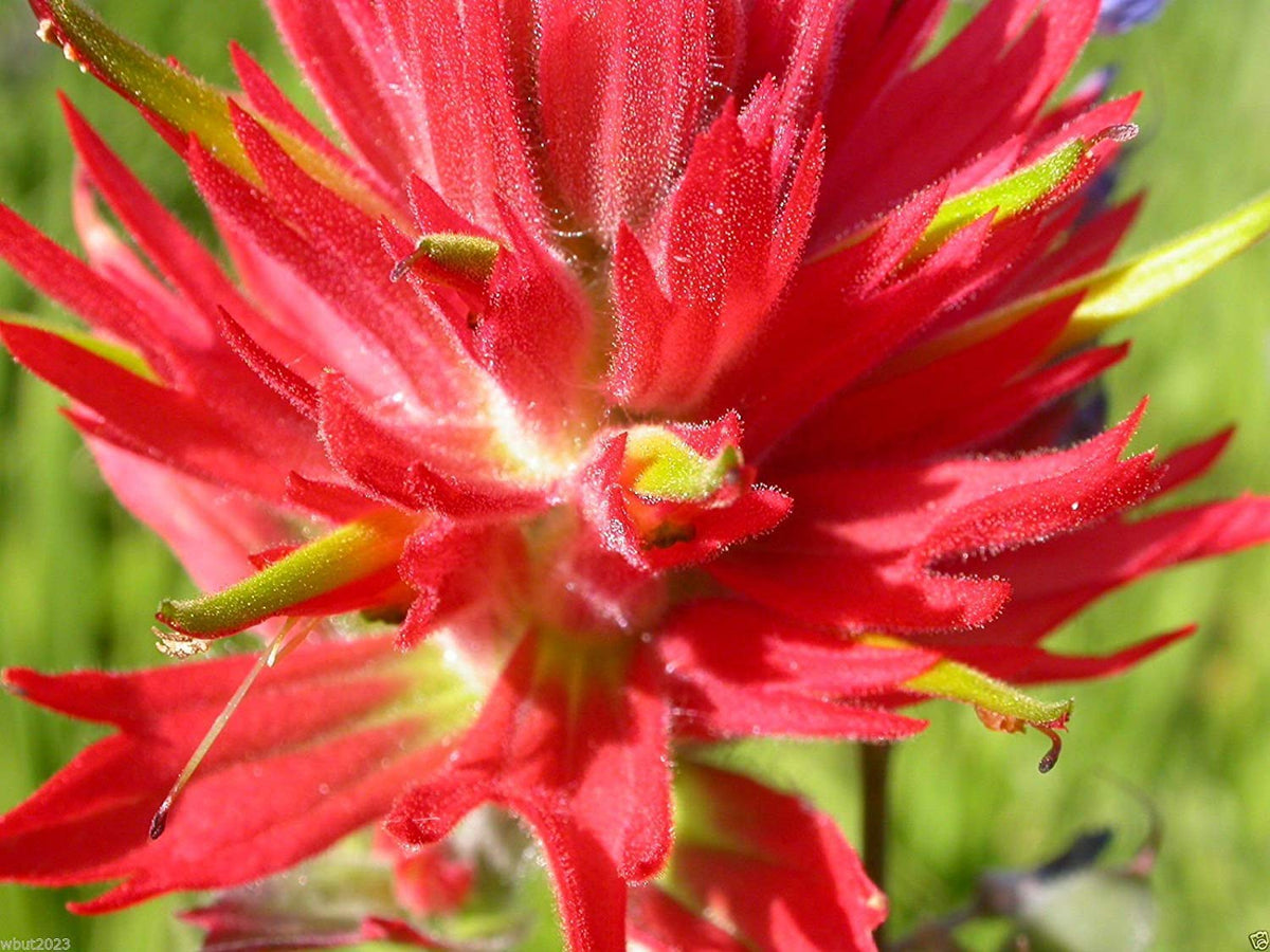 Red Castilleja Flower seeds for Planting - Shade Tolerant, Heirloom & GMO Free Seeds for Home Garden
 
 Sale seeds for planting in home garden