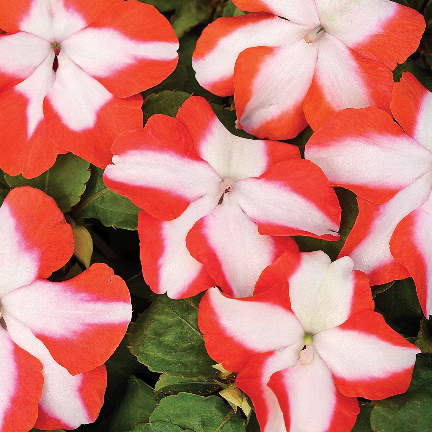 Impatiens Accent Premium Flower Mix for planting in flower bed