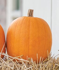 Large Pumpkin Cucurbita pepo for planting in garden