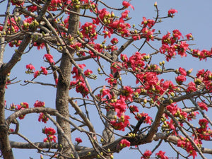 Red Cotton Tree Seeds (Bombax ceiba)