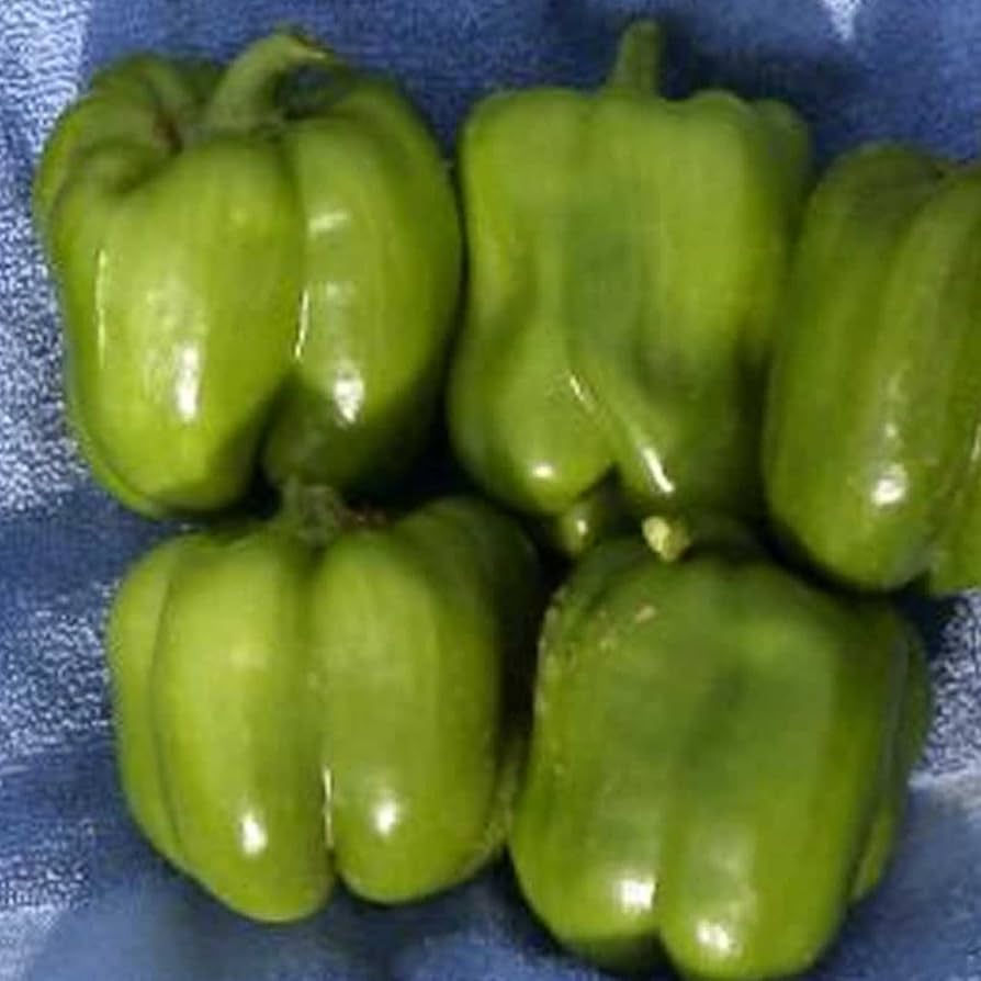 California Wonder Mild Green and Red Bell Pepper Seeds