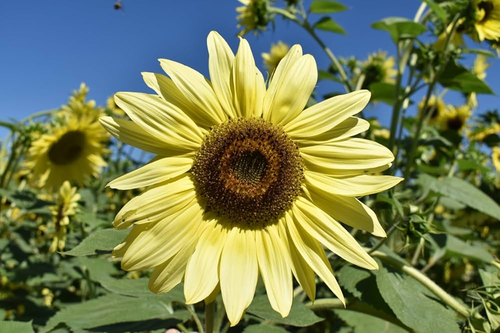 Lemon Queen Sunflower Helianthus annuus for planting