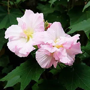 Hibiscus Mutabilis Confederate Rose Seeds for Color-Changing Garden Blooms