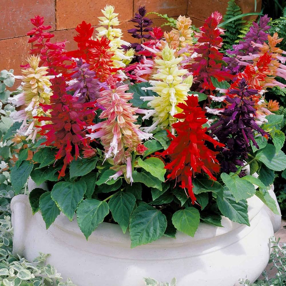 Mixed Salvia Splendens Sizzler for planting in urban flower bed