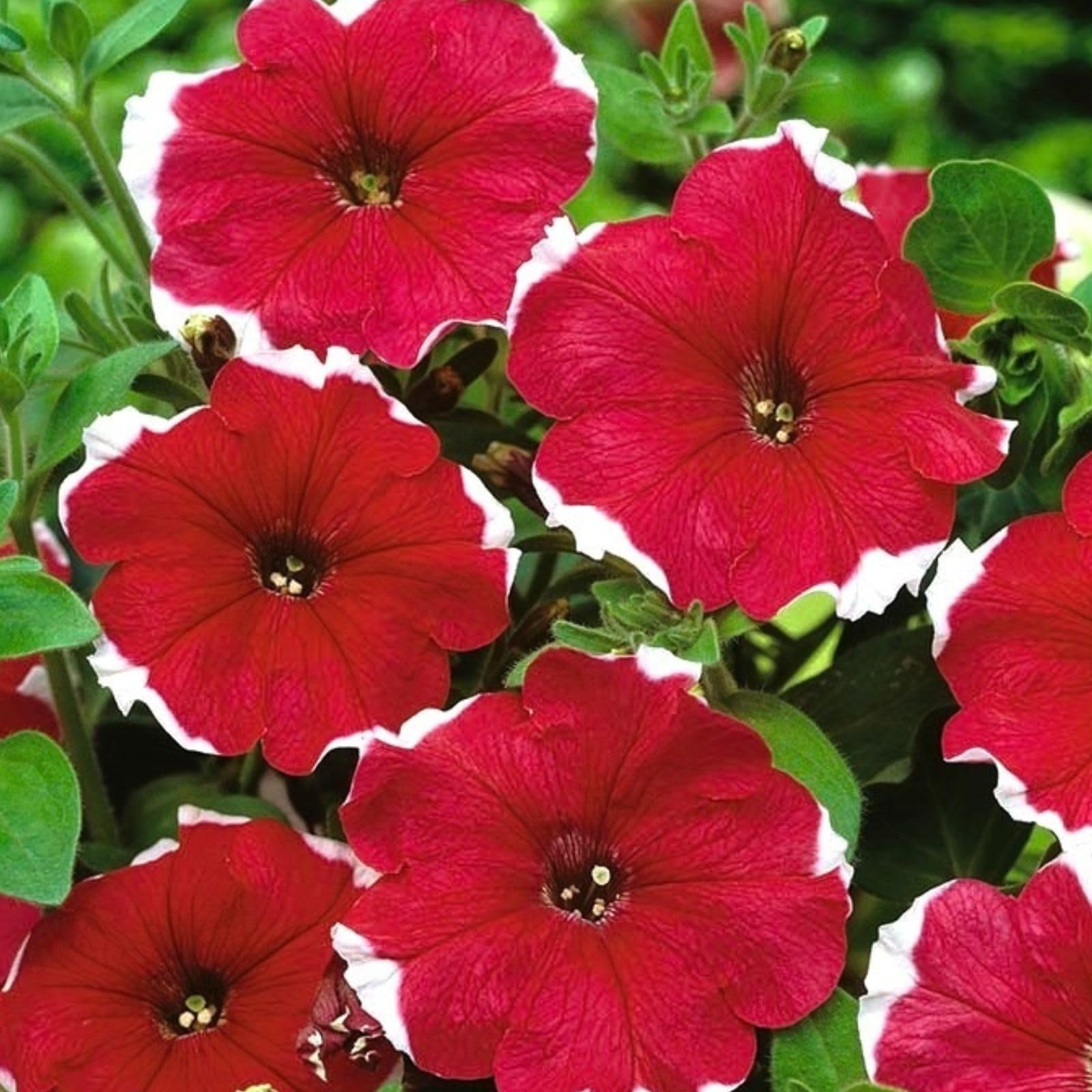 Salmon Petunia Freedom seeds for hanging basket planting